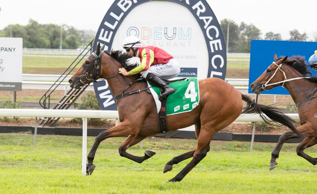 PROMISING: Bid 'N' Bare scored a strong win in the Monteath and Powys Class Two at Muswellbrook. Pic: KATRINA PARTRIDGE PHOTOGRAPHY
