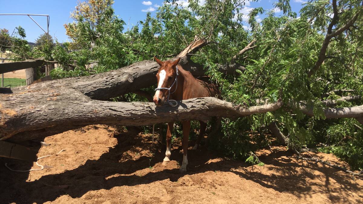 SUPER LUCKY: Australian Stock Horse mare, Susie Wong, moments after this old tree she was tied to crashed down on her.
