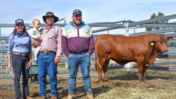 GDL Rockhampton's Georgie Connor, buyer James Bowman of Lorna Vale, Marlborough, Qld, with daughter Tori, 16mths, and vendor Blair Godfrey, Namoona Trig (NT) Senepols, with the top-priced bull, Namoona Ricky Bobbie. Picture: Ben Harden 