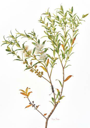 Exquisite painting of the Mongarlowe Mallee - one of the rarest plants on the planet. Picture: Halina Steele