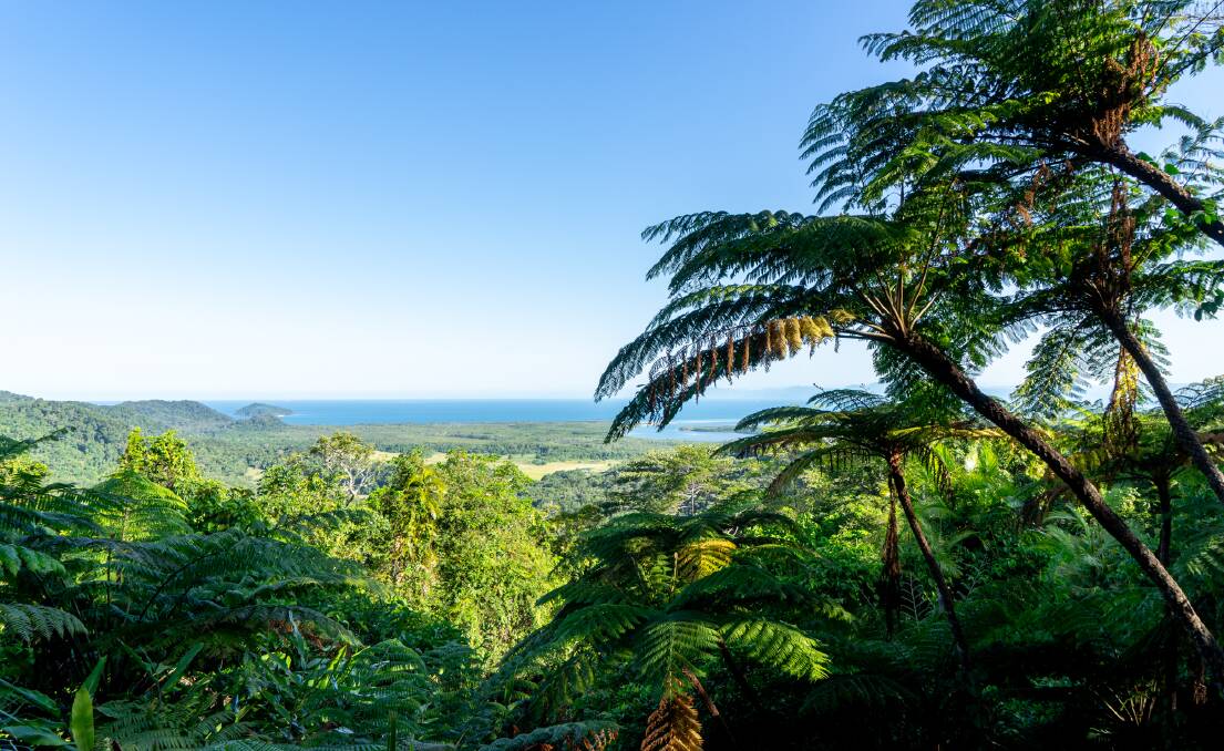 Looking out towards the coast from within Daintree National Park. Picture: Michael Turtle 