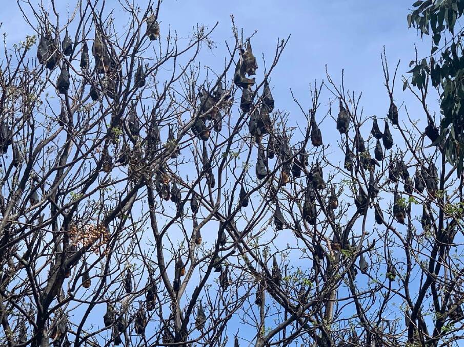 Flying foxes in the trees seen from Muswellbrook's Platypus Walk trail along Muscle Creek
