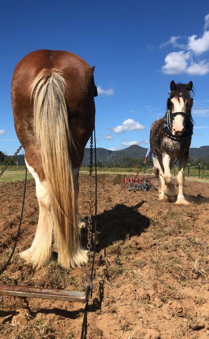GENTLE GIANTS: Clydesdale horses Barney and Wilfred owned by John and Kylie Sercombe. Photo: Kylie Sercombe

