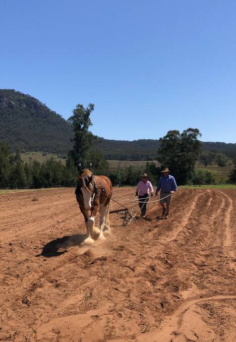 HARD AT WORK: Clydesdale Wilfred with John Sercombe and Jocelyn Cockbain.
Photo: Kylie Sercombe