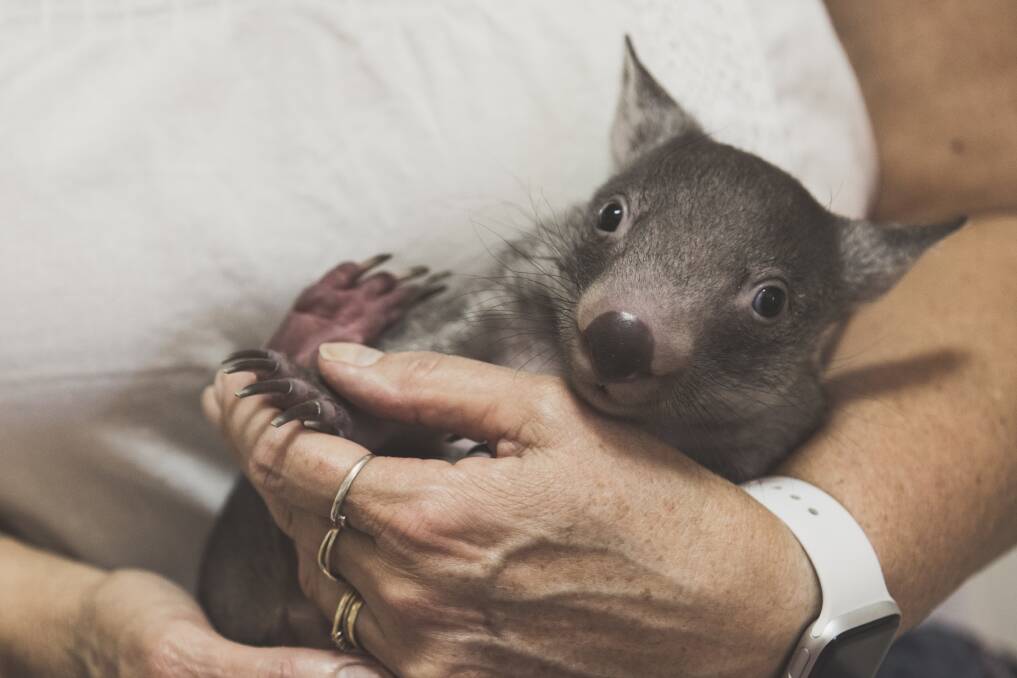 A healthy wombat joey in the care of ACT Wildlife in 2018. Picture: Jamila Toderas