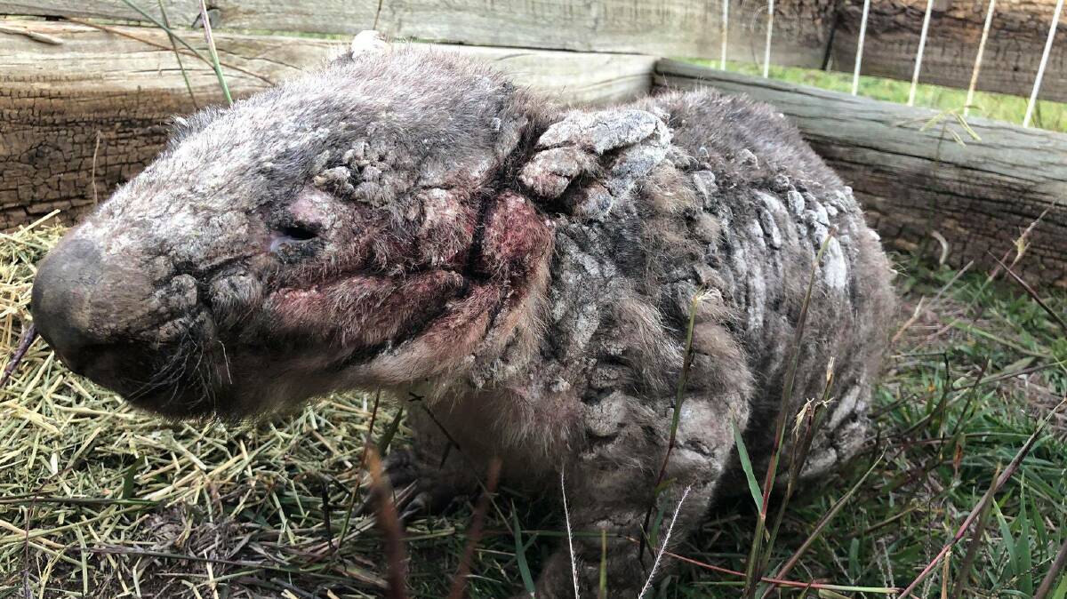 The female wombat joey with a severe case of mange that was cornered in Sophie Boyson's backyard in Gordon on Friday. The joey, which had also been hit by a car, had to be euthanised because of the severe mange. Picture: Sophie Boyson