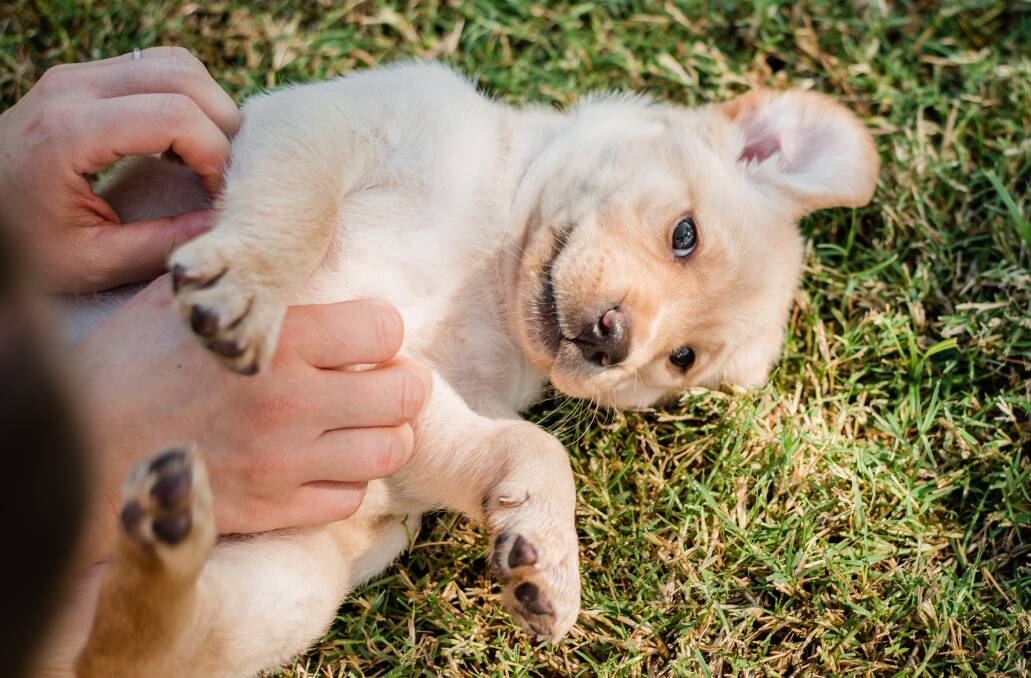 The paw-sitive power of puppy love. Photo: Guide Dogs Australia