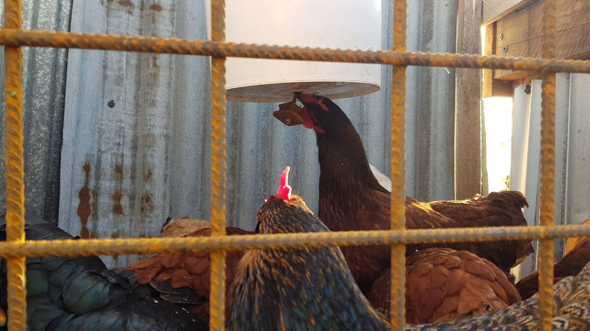 TRICKY CHOOKS: The easy-to-make chook feeder that keeps chicken feed out of reach from birds and rodents, while keeping your feathered companions happy. Pictures: Hannah Moloney.