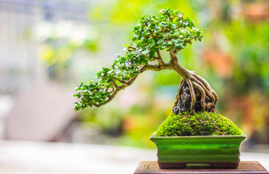 Tips for keeping your bonsai alive. Photo: Shutterstock.