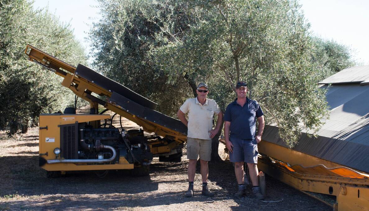 SHAKE IT: Harvester operators, Lyndon Selby and Paul Heath, in the Pukara olive grove on Denman Road during harvest.