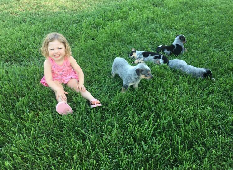 ​FOUND: Kayla Farrell's niece Isla with the puppies, including Missy - one of the girl puppies given to her as a Christmas present.​
