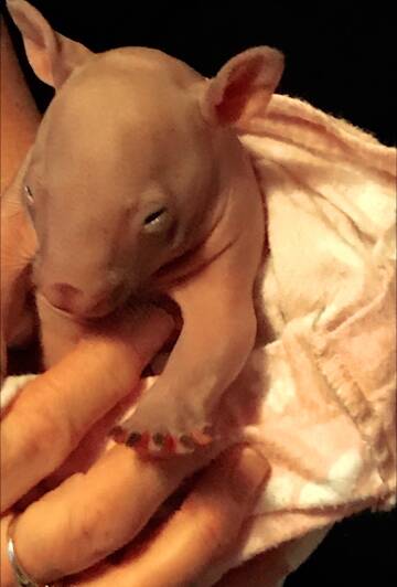 SO CUTE: The newborn baby wombat saved by Muswellbrook council employees.