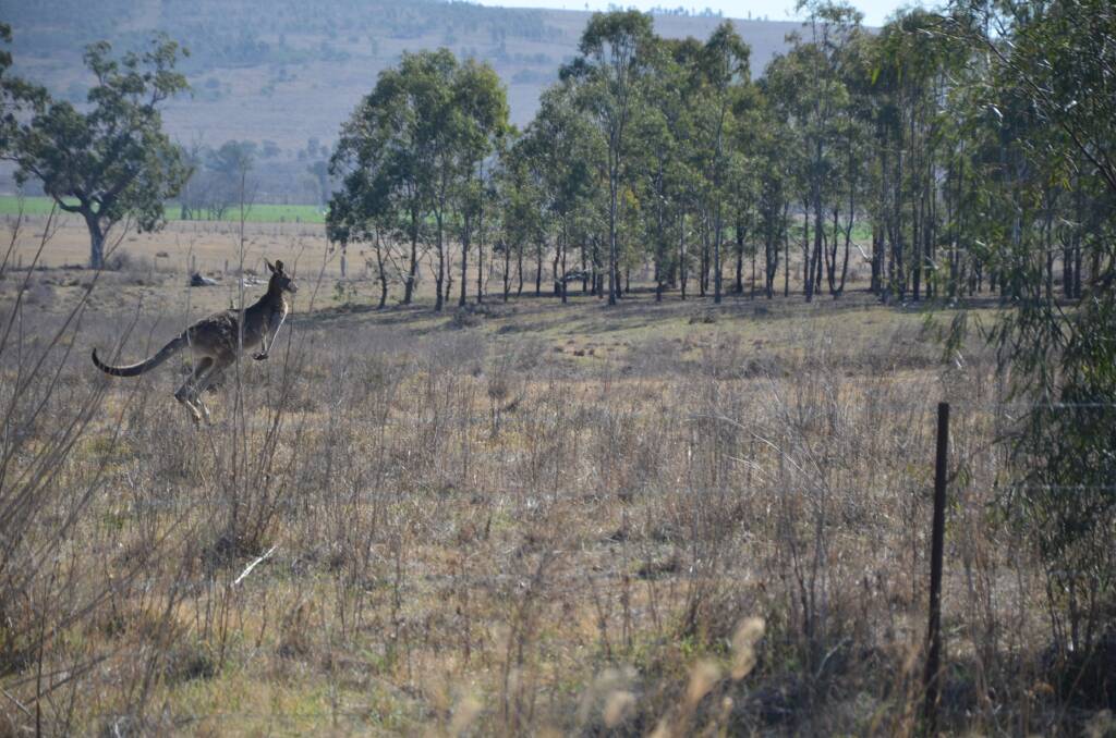 A kangaroo in search of a feed at Muswellbrook. Picture: Rod Thompson