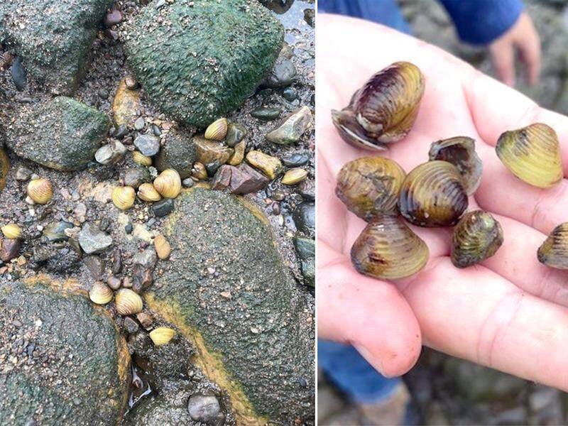 The highly invasive freshwater gold clam is now well established in the Brisbane River. (HANDOUT/QUEENSLAND GOVERNMENT)