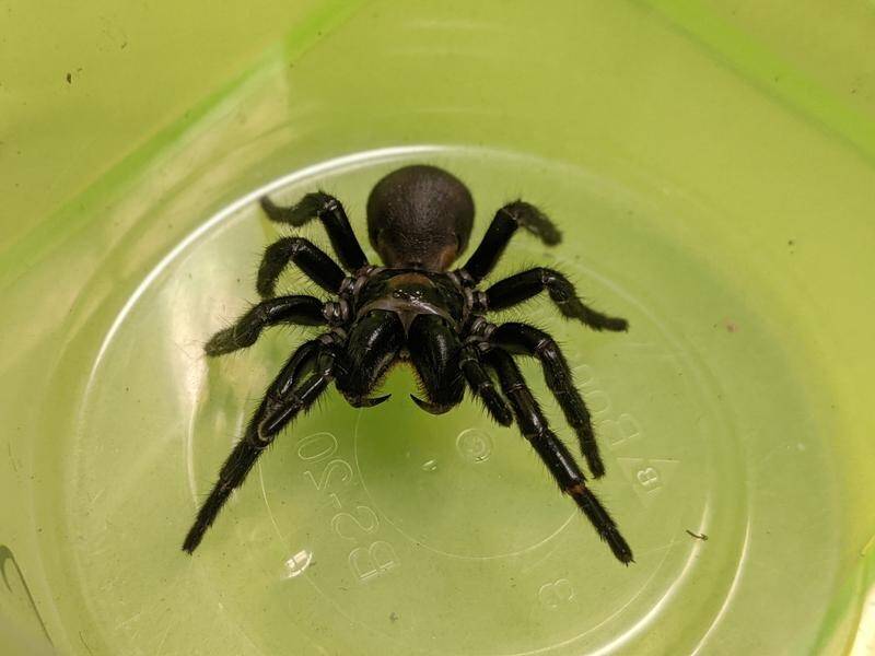 Venom from the Fraser Island funnel-web spider may prevent damage caused by heart attacks.