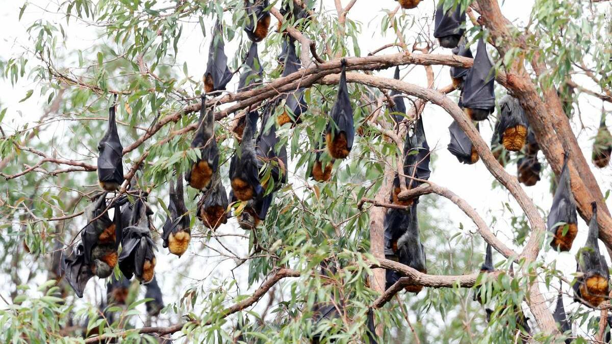 NEW VARIANT: Scientists have identified a new genetic type of Hendra virus in Australian flying foxes